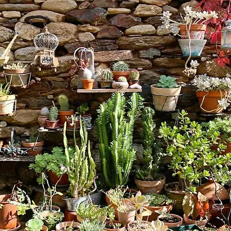 La Terrasse Aux Citronniers *